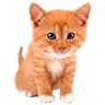 Animalerie